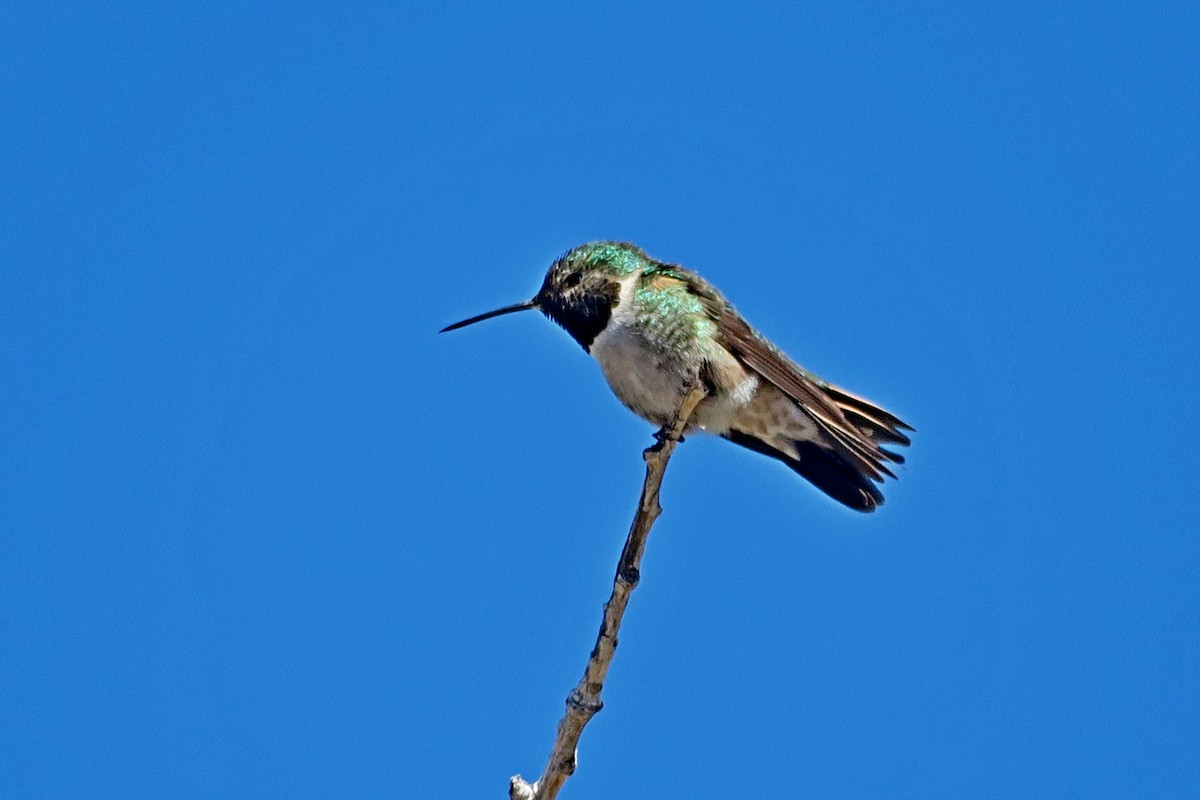 Broad-tailed Hummingbird - ML617103532