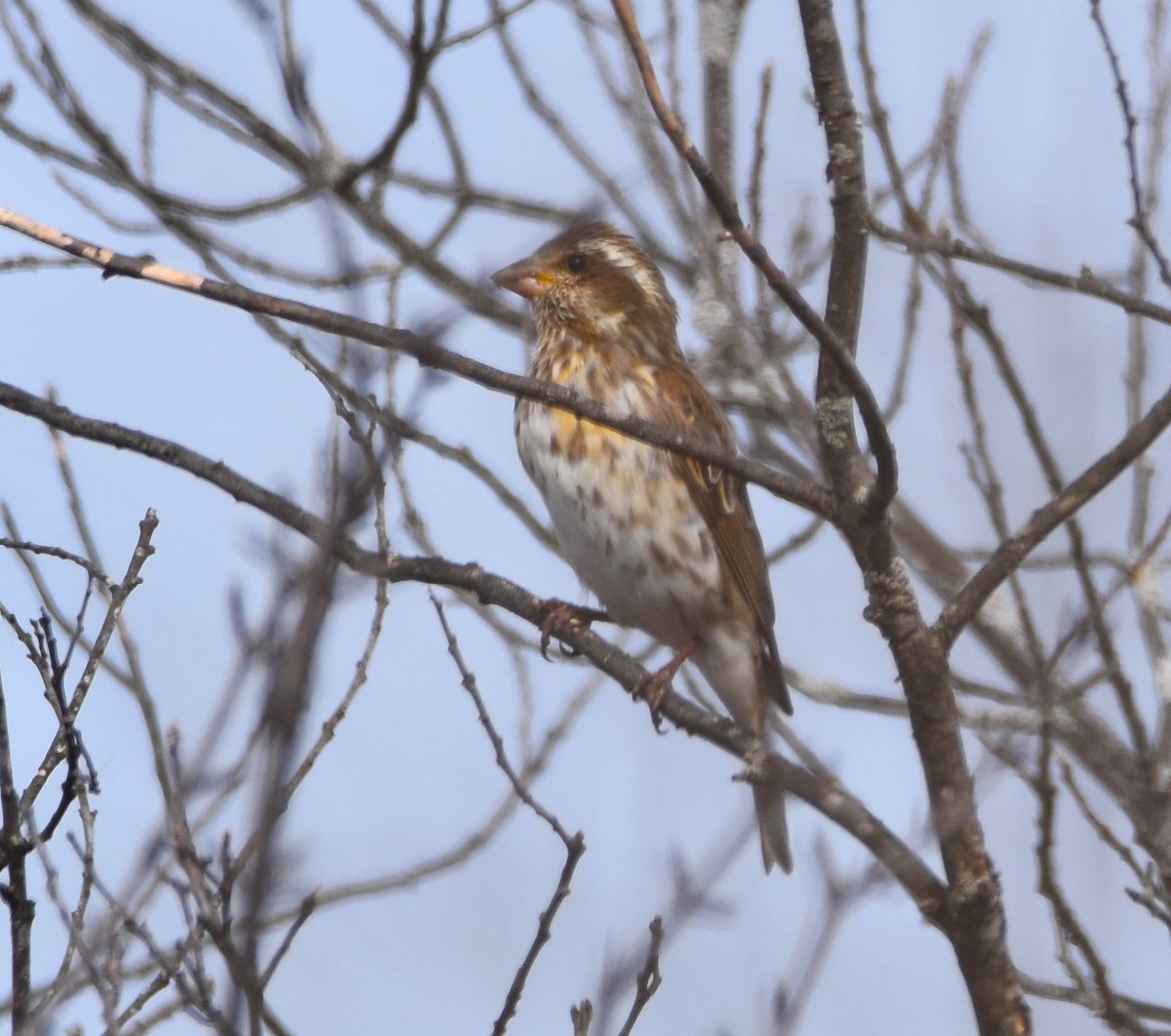 Purple Finch - ML617103538