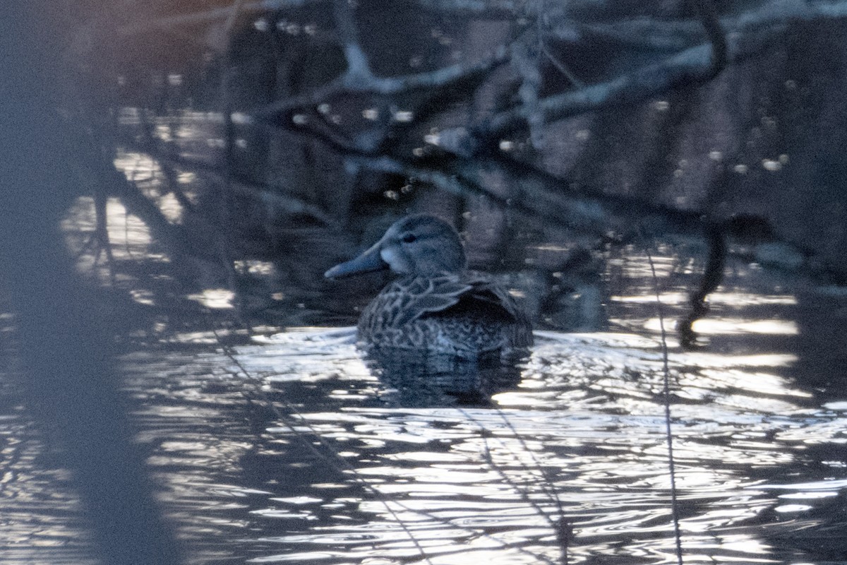 Blue-winged Teal - ML617103554