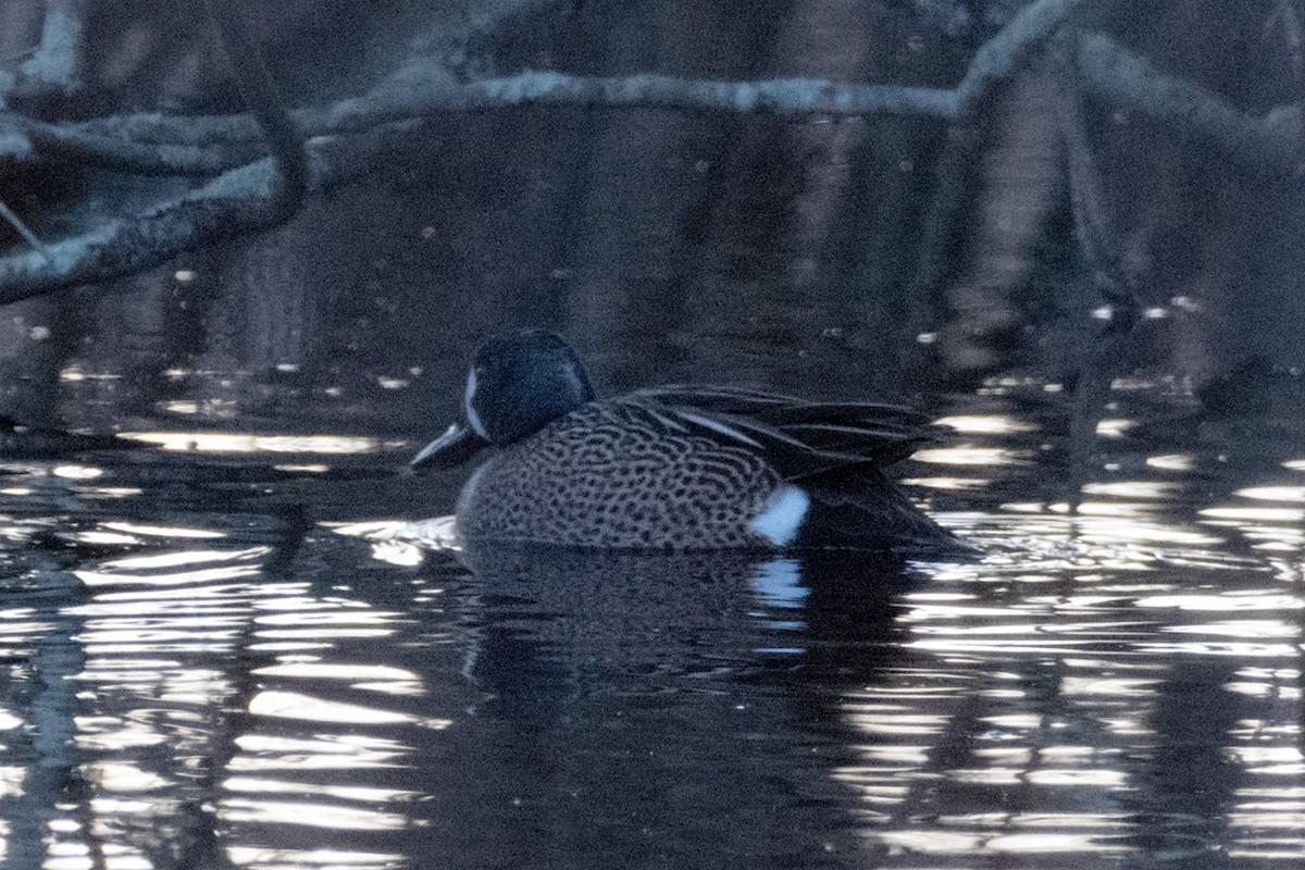 Blue-winged Teal - ML617103555