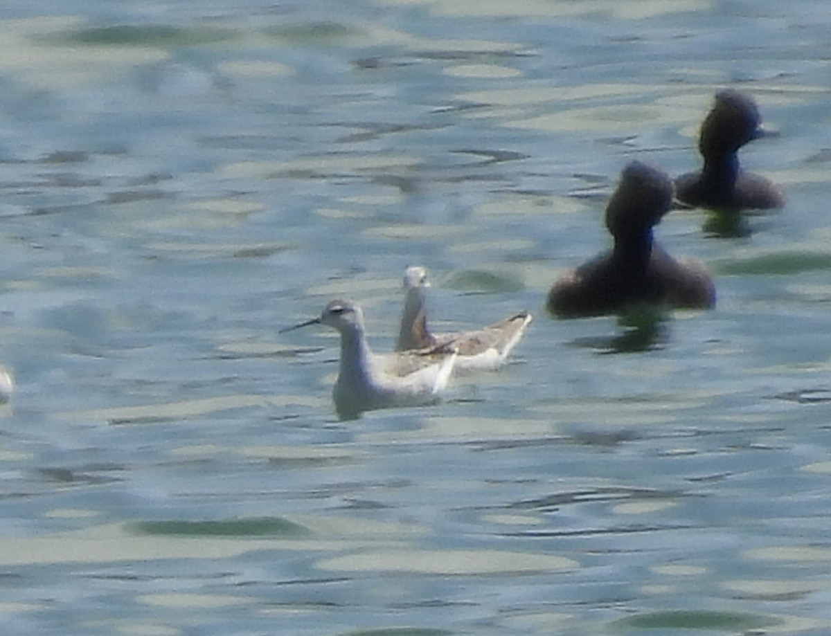 Wilson's Phalarope - ML617103588