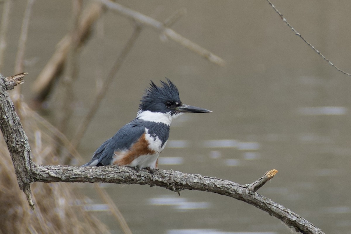 Belted Kingfisher - Jesse Haaf