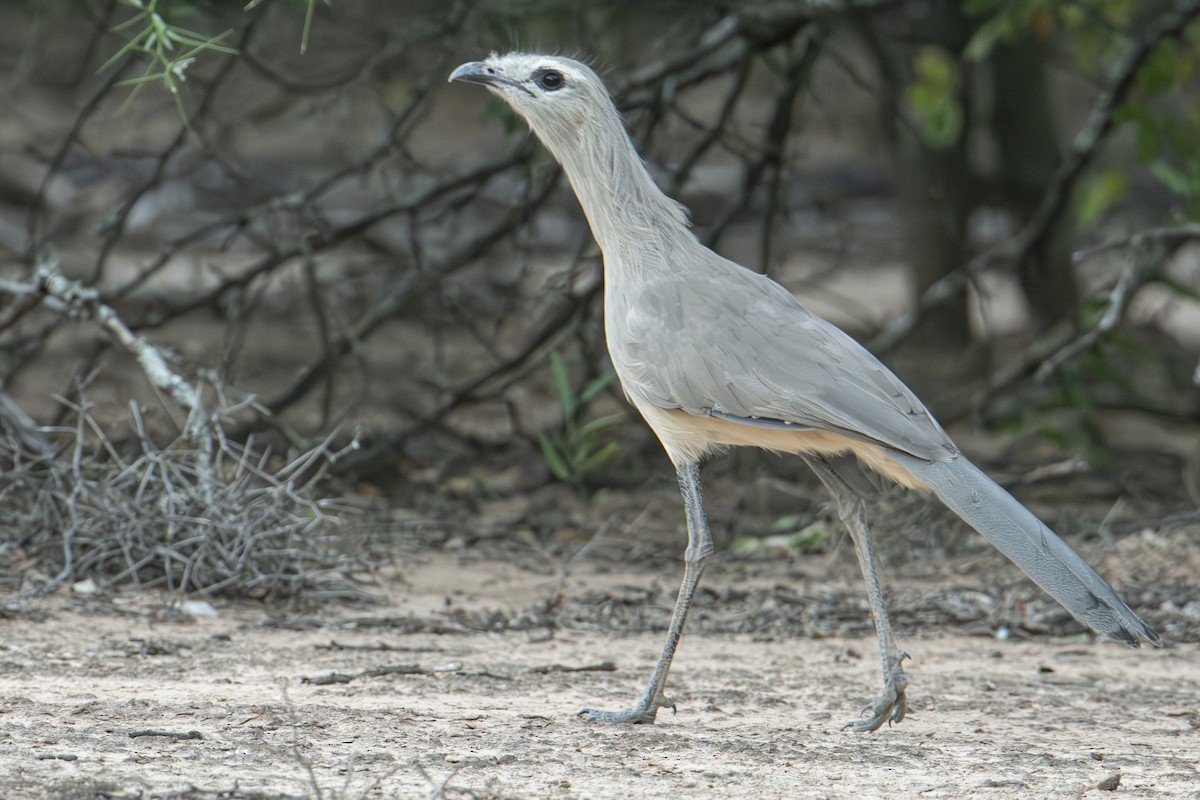 Black-legged Seriema - Andy Bowen