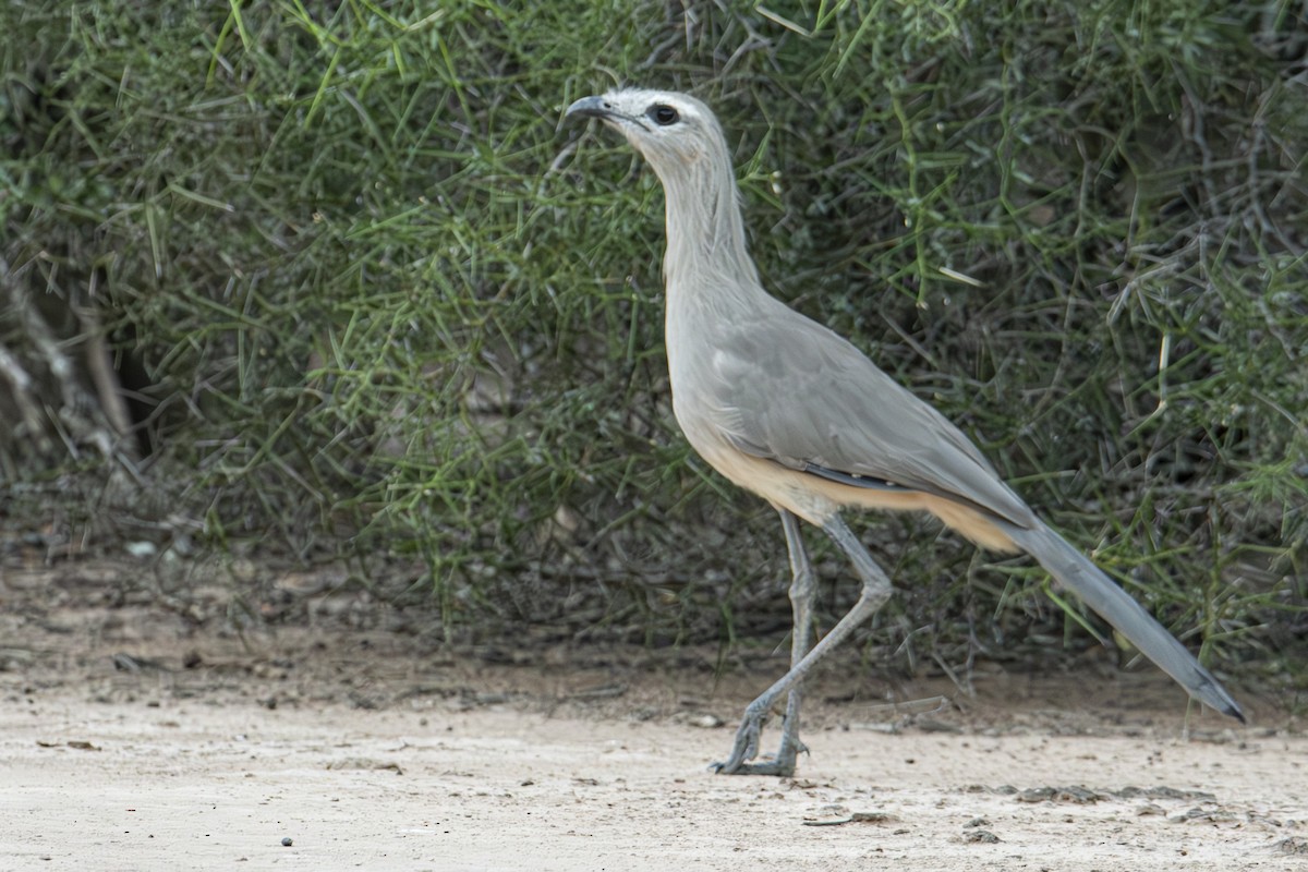 Cariama de Burmeister - ML617103663