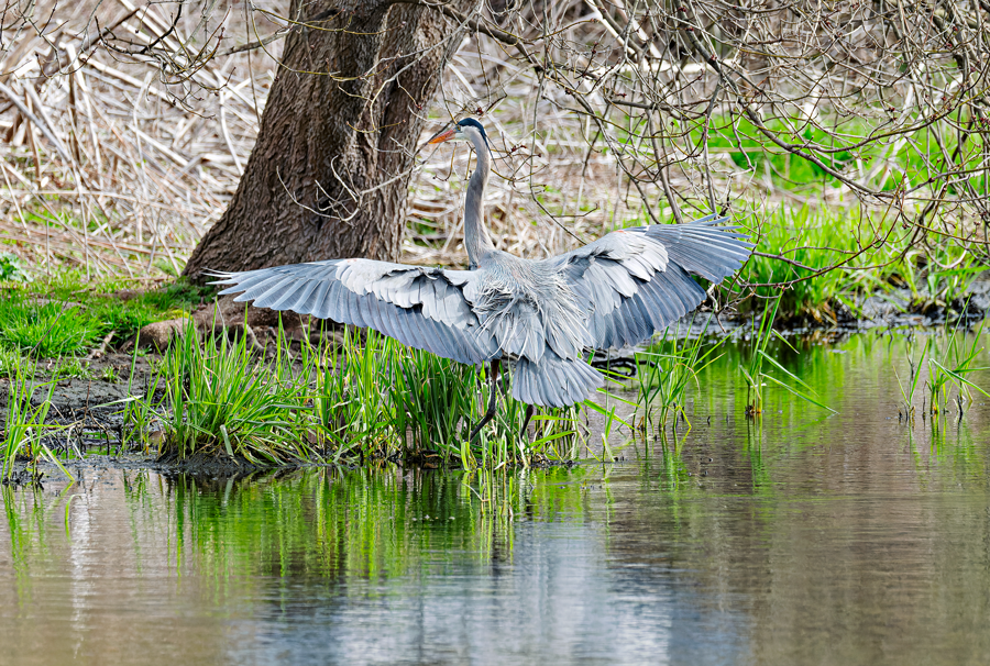 Great Blue Heron - ML617103687