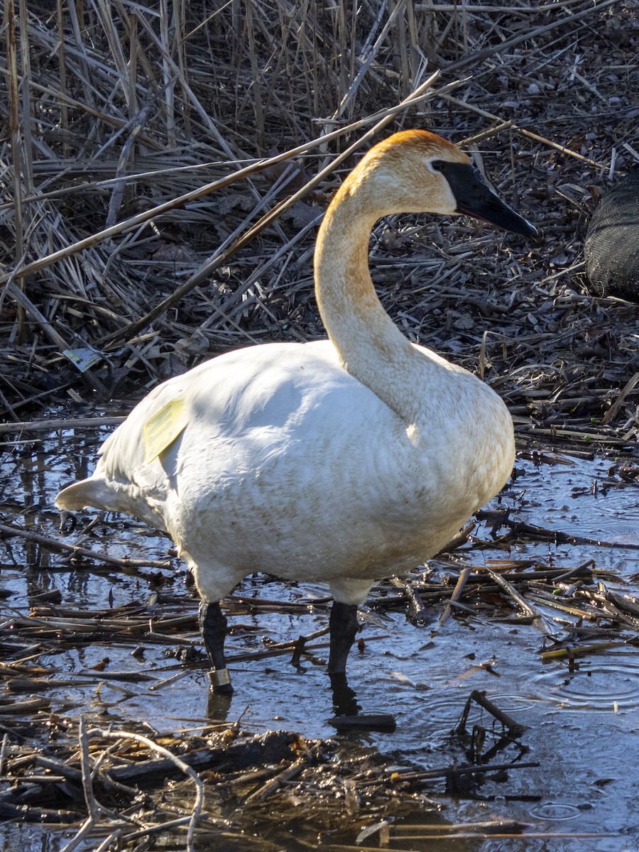 Trumpeter Swan - ML617103815