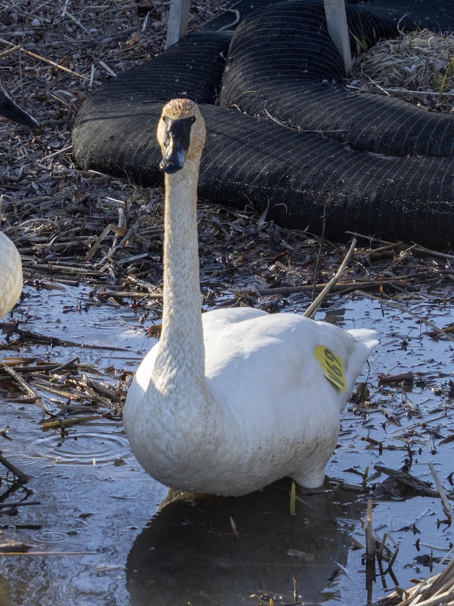 Trumpeter Swan - Janet Tubb