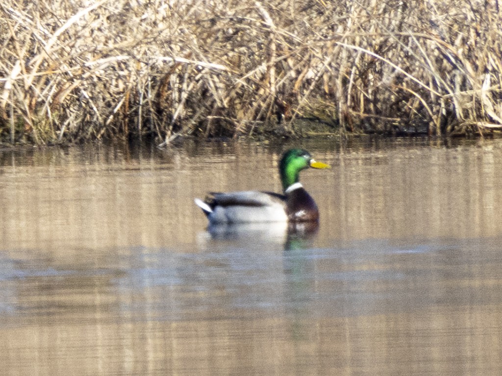 Mallard - ML617103841