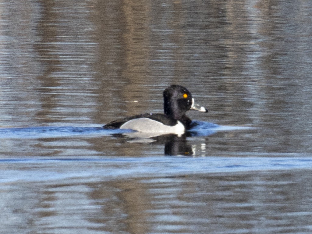 環頸潛鴨 - ML617103853