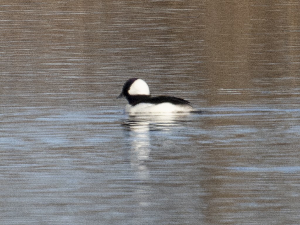 Bufflehead - ML617103869