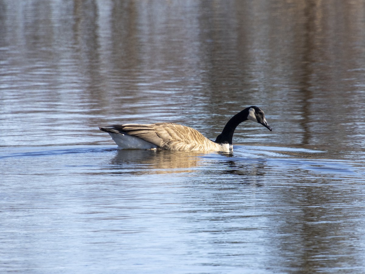 Canada Goose - Janet Tubb