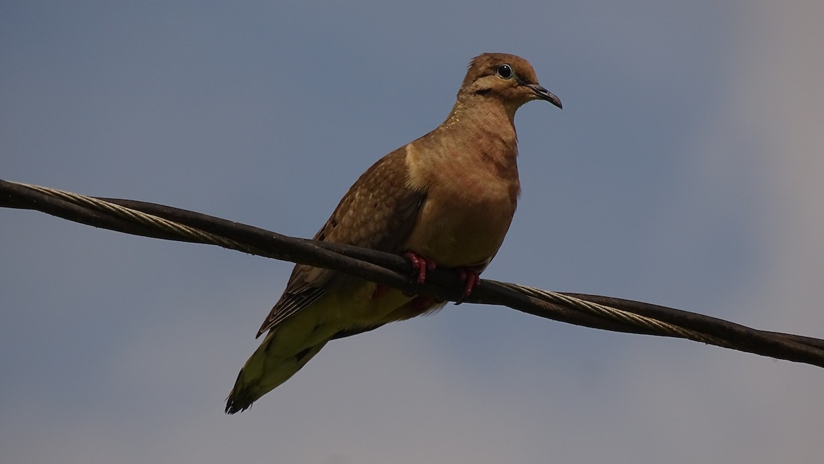 Eared Dove - ML617103901