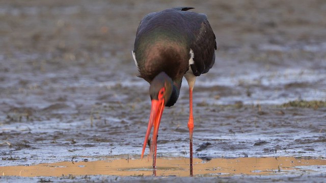 Black Stork - ML617103921