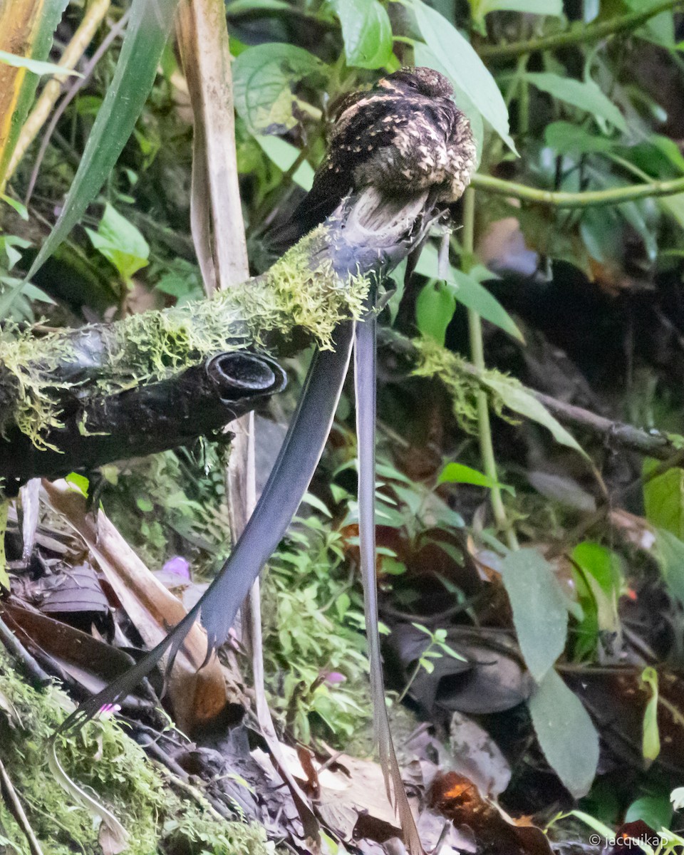 Lyre-tailed Nightjar - ML617103949