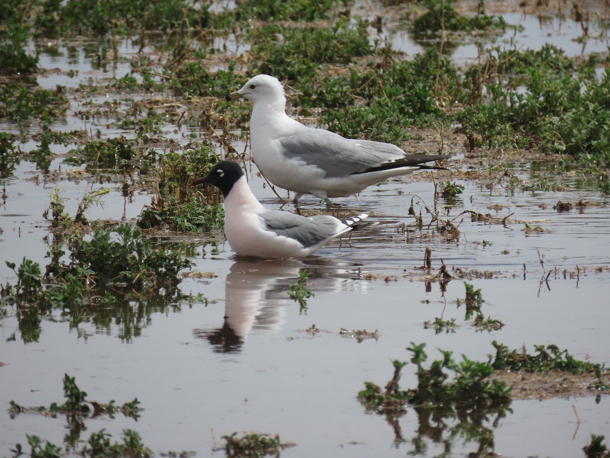 Mouette de Franklin - ML617103962