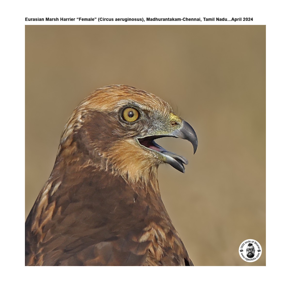 Western Marsh Harrier - Saravanan Janakarajan