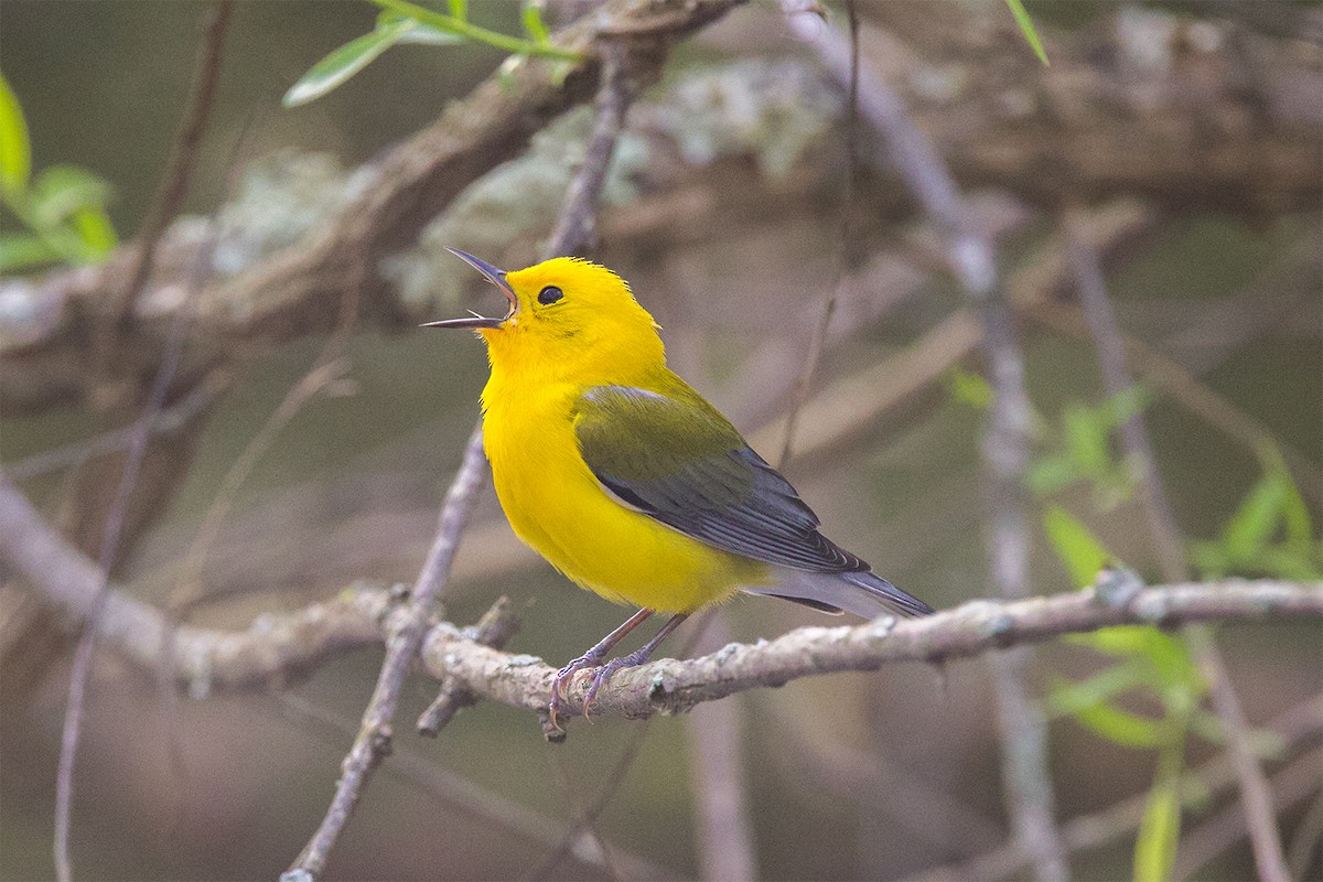 Prothonotary Warbler - ML617103974