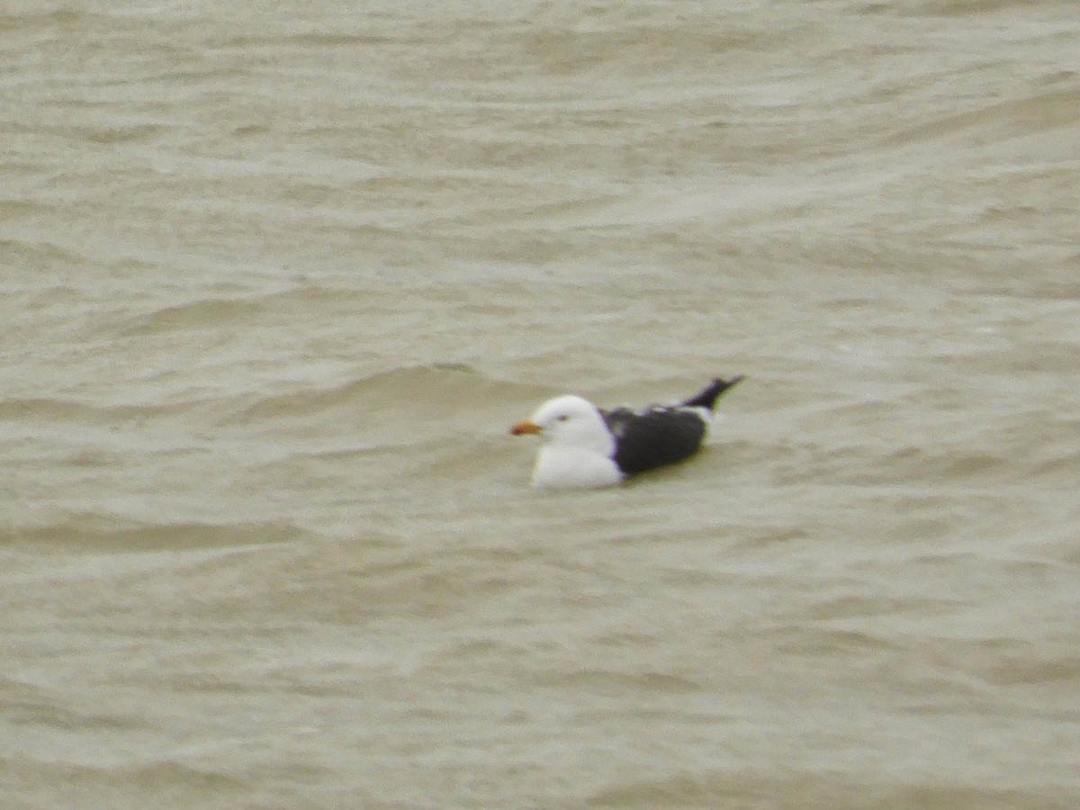 Lesser Black-backed Gull - ML617103975