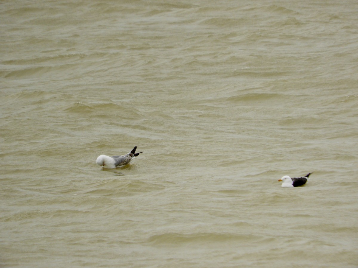 Lesser Black-backed Gull - ML617103977