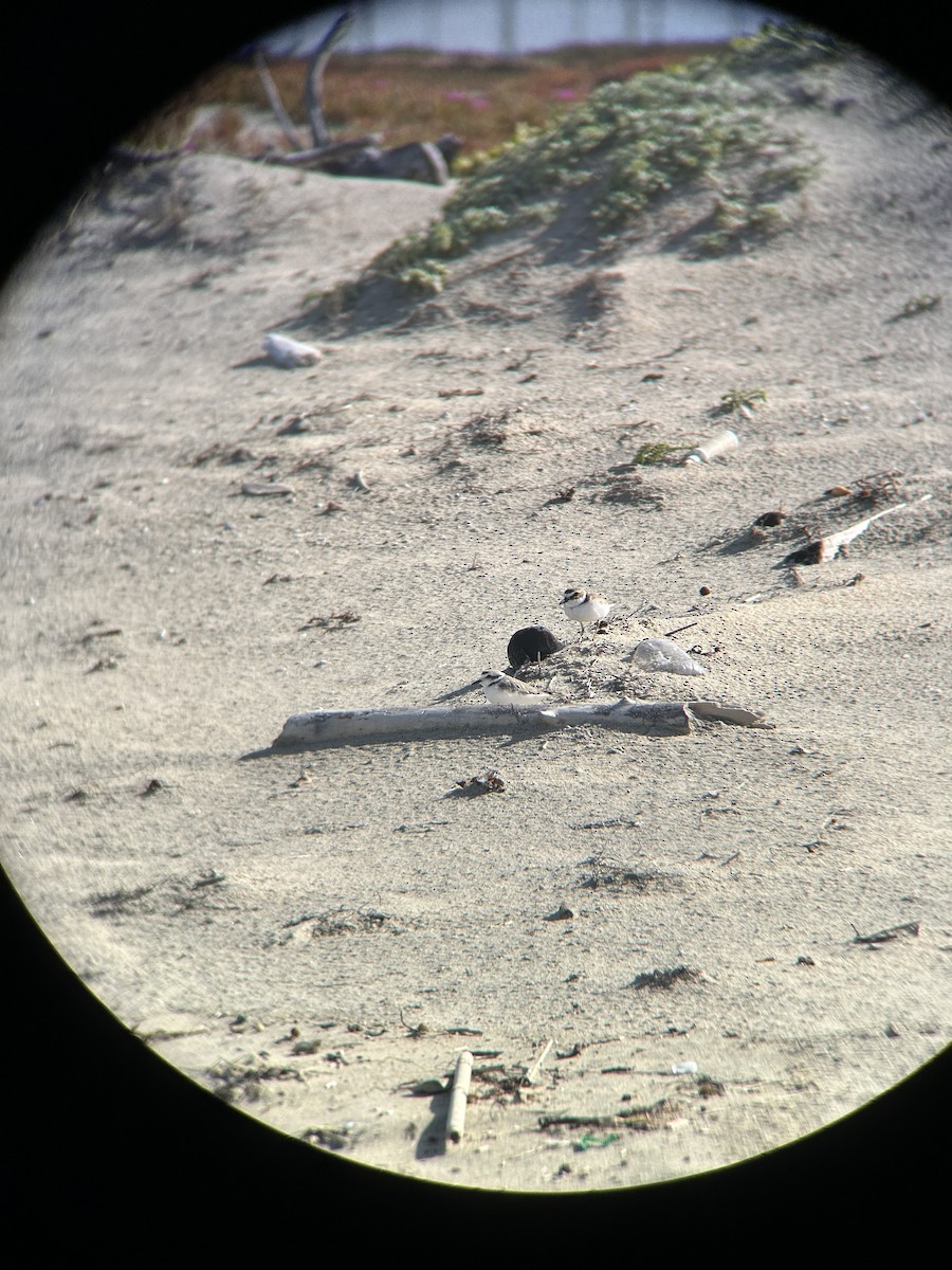 Wilson's Plover - ML617103992