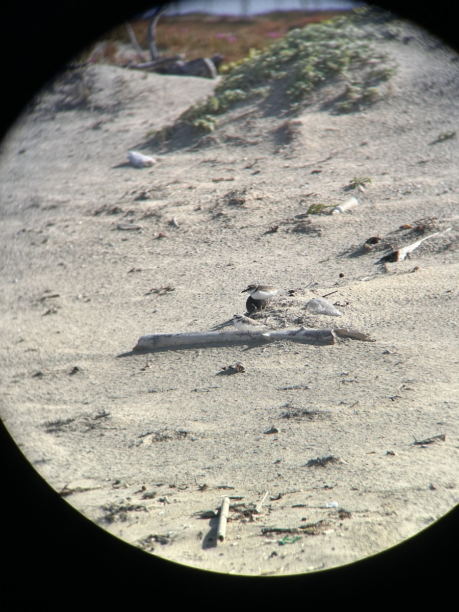 Wilson's Plover - ML617103993