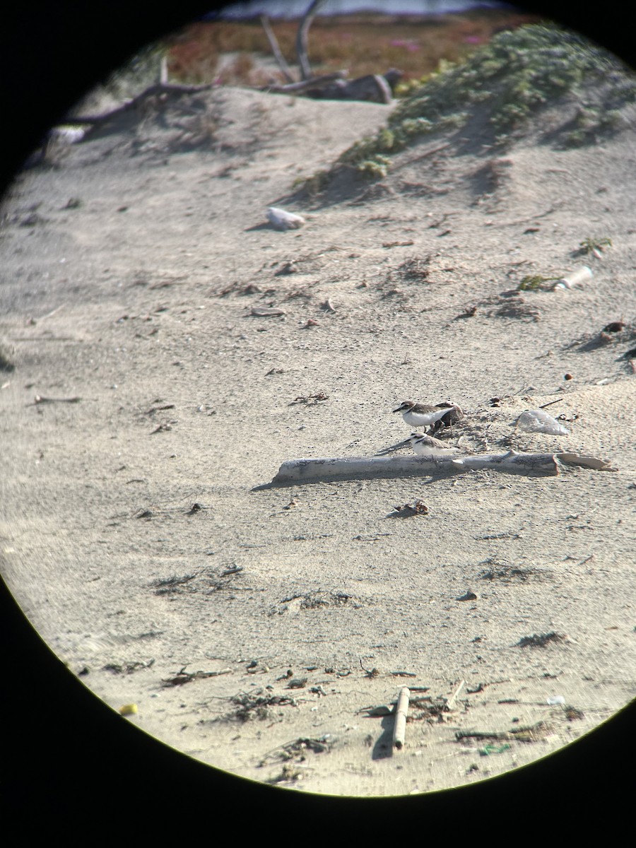 Wilson's Plover - ML617103996