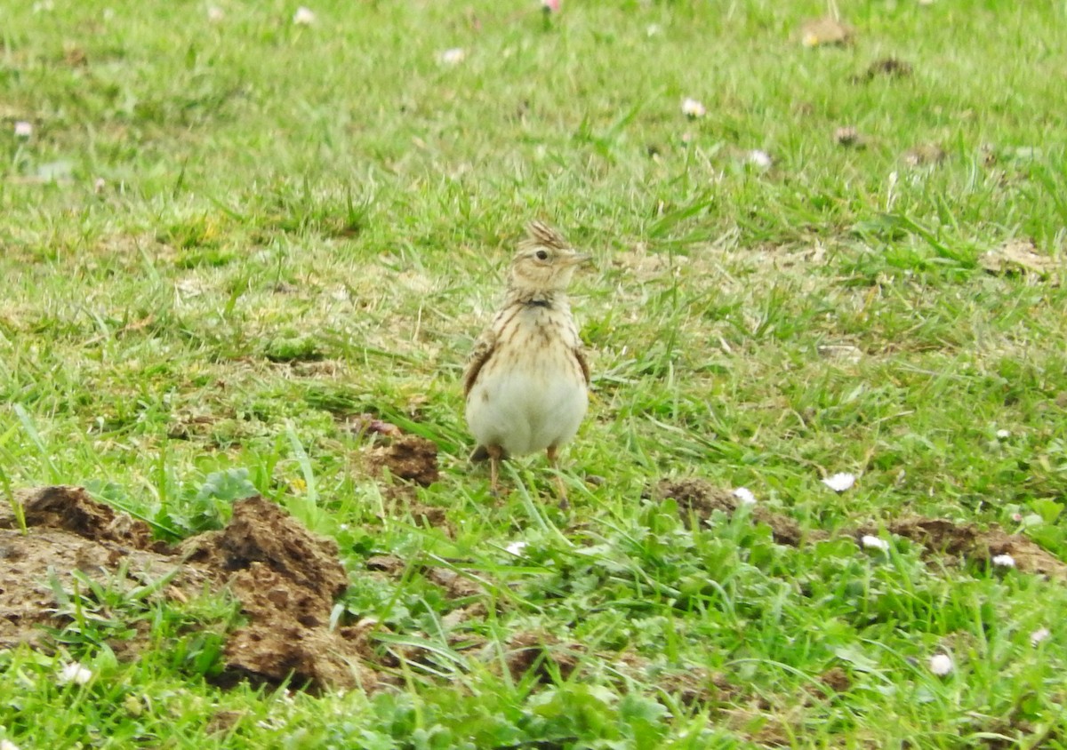 Eurasian Skylark - ML617104003