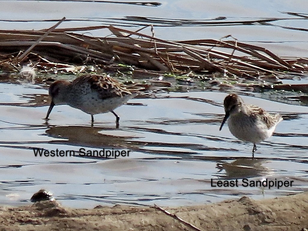 Least Sandpiper - ML617104040