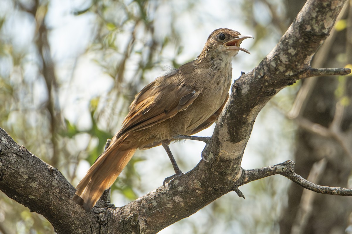 Chaco Earthcreeper - Andy Bowen