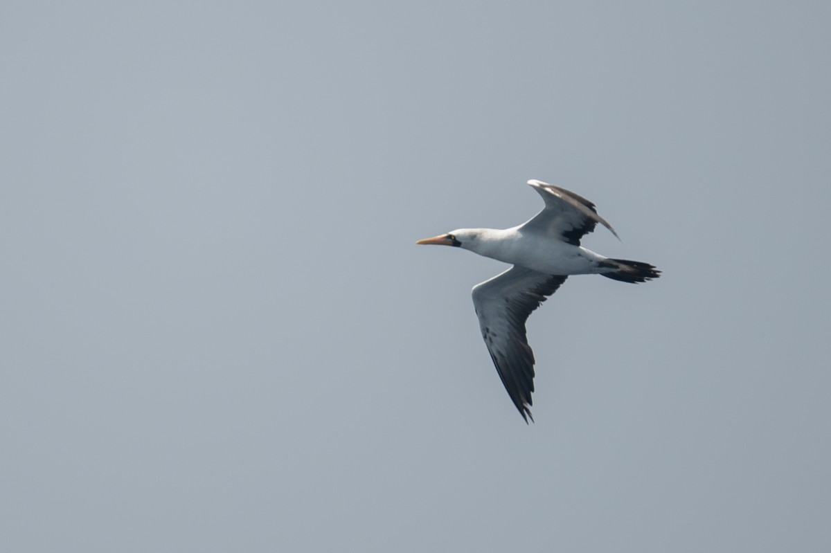 Nazca Booby - ML617104115