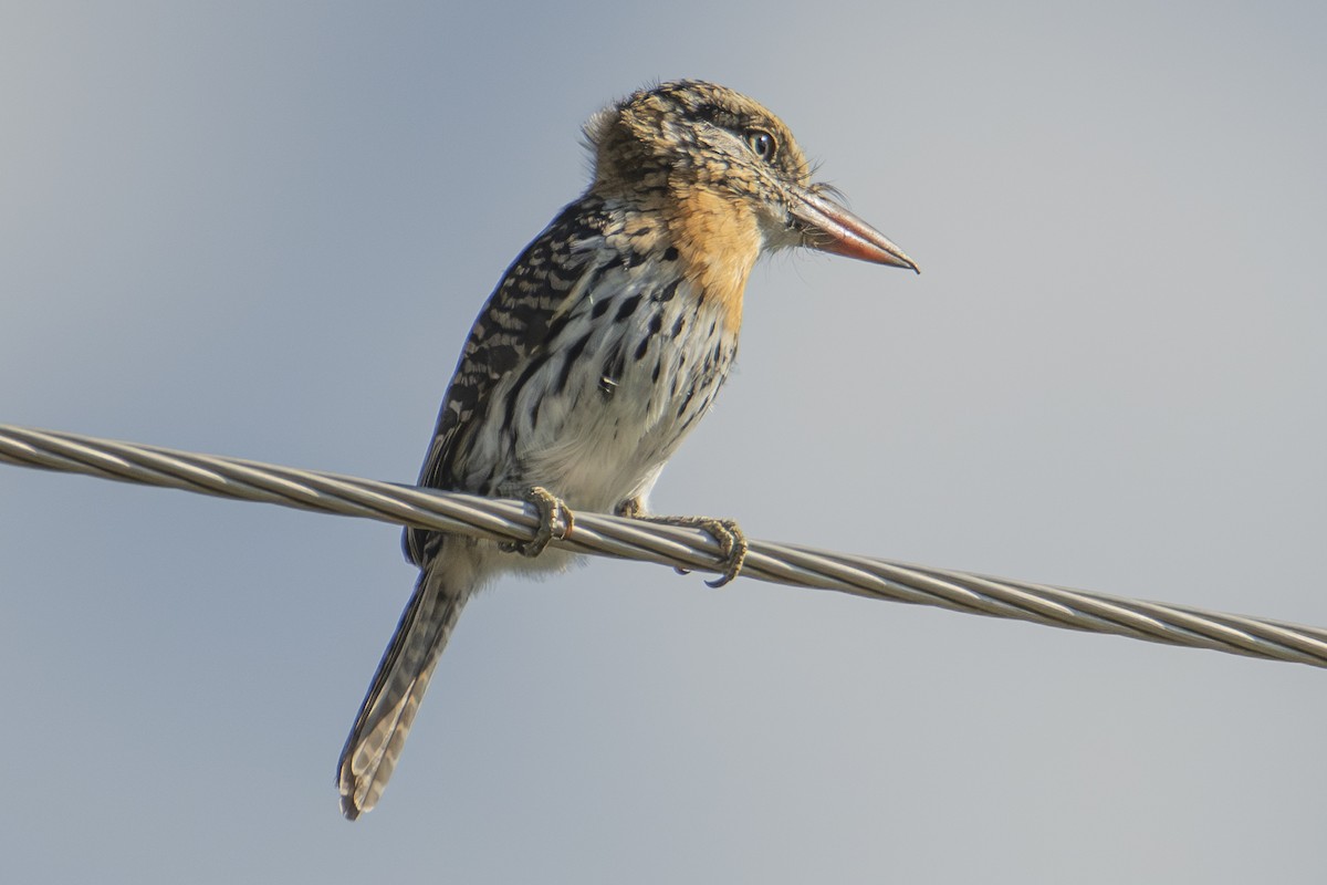 Spot-backed Puffbird - ML617104149