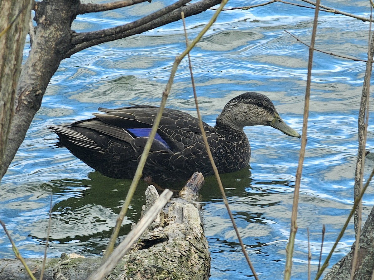 Canard noir - ML617104162