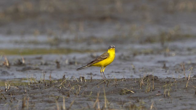 Western Yellow Wagtail - ML617104248