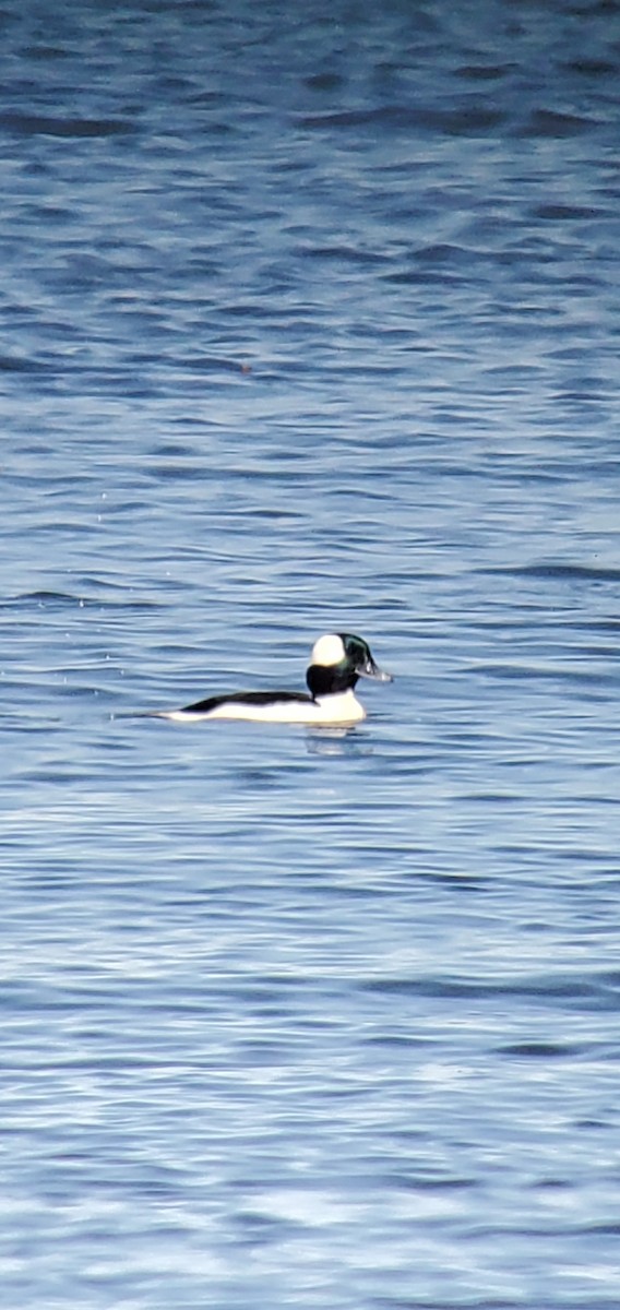 Bufflehead - ML617104252