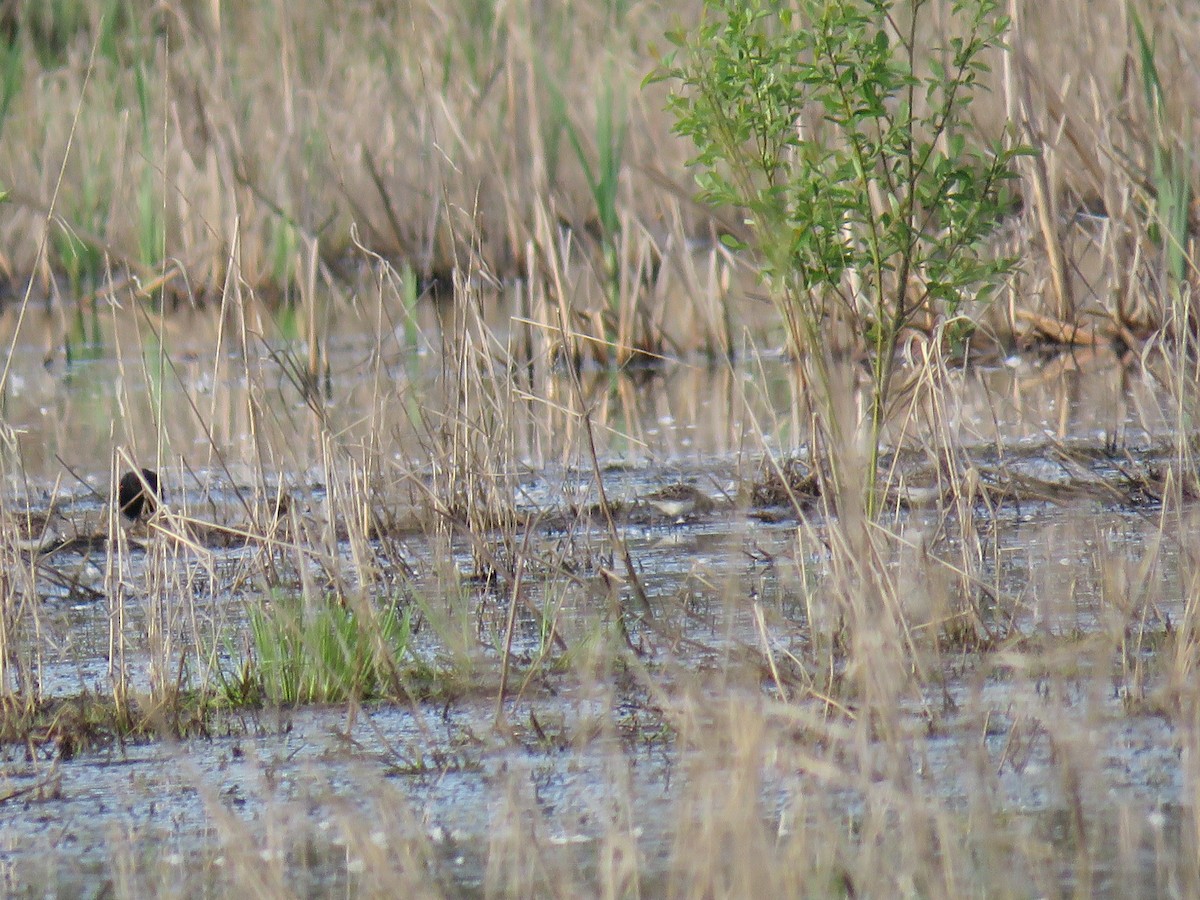 Least Sandpiper - Pam Otley