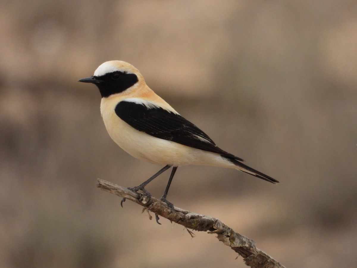 Western Black-eared Wheatear - ML617104264