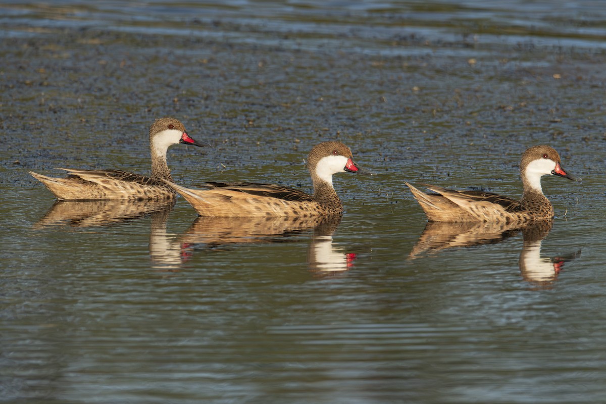 White-cheeked Pintail - ML617104269