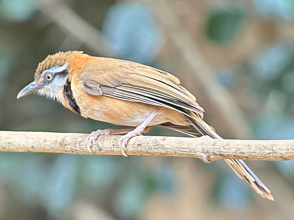 Lesser Necklaced Laughingthrush - ML617104272