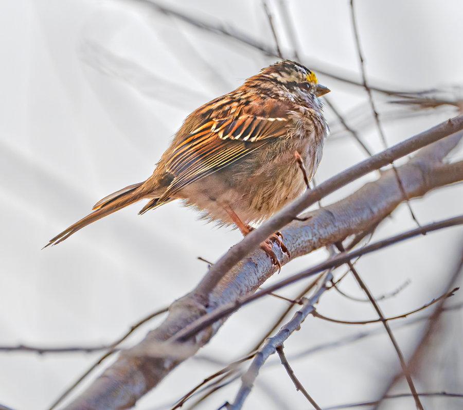 White-throated Sparrow - ML617104287