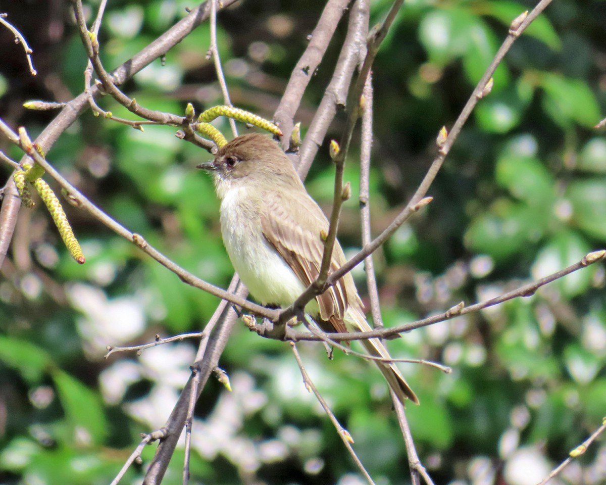 Eastern Phoebe - ML617104295