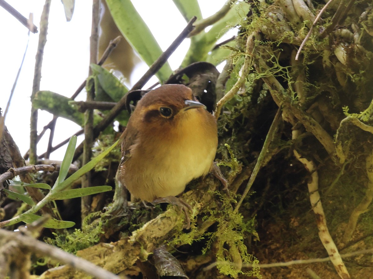 Ochraceous Wren - Myles McNally