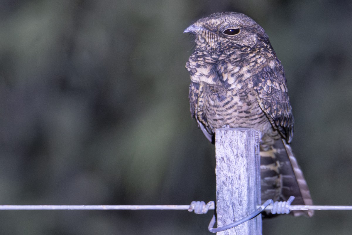 Little Nightjar - ML617104304