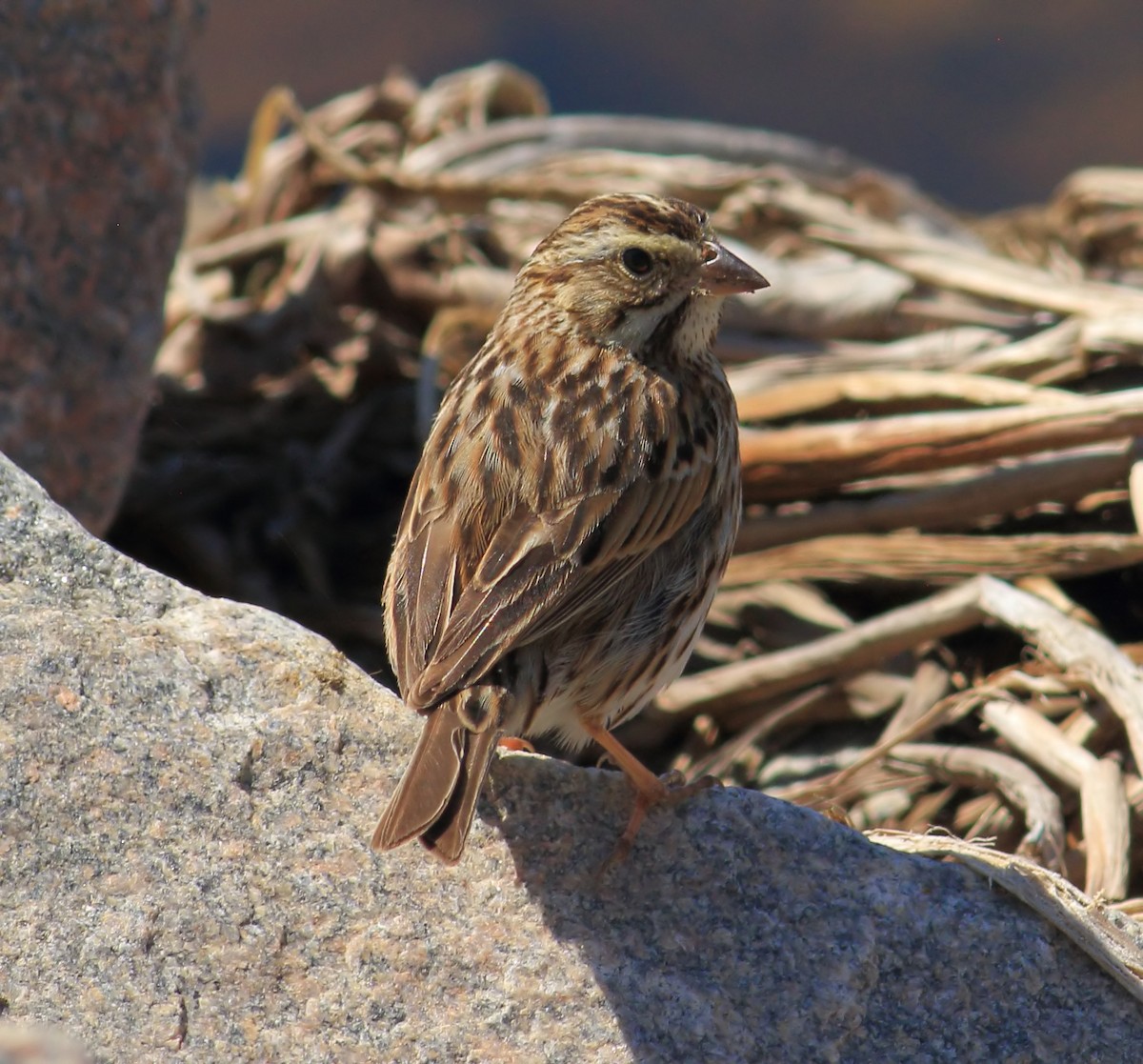 Savannah Sparrow - ML617104407