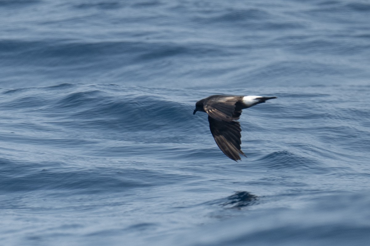 Wedge-rumped Storm-Petrel - ML617104415