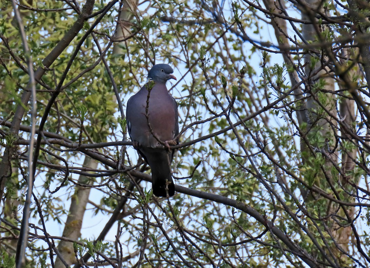Common Wood-Pigeon - ML617104421