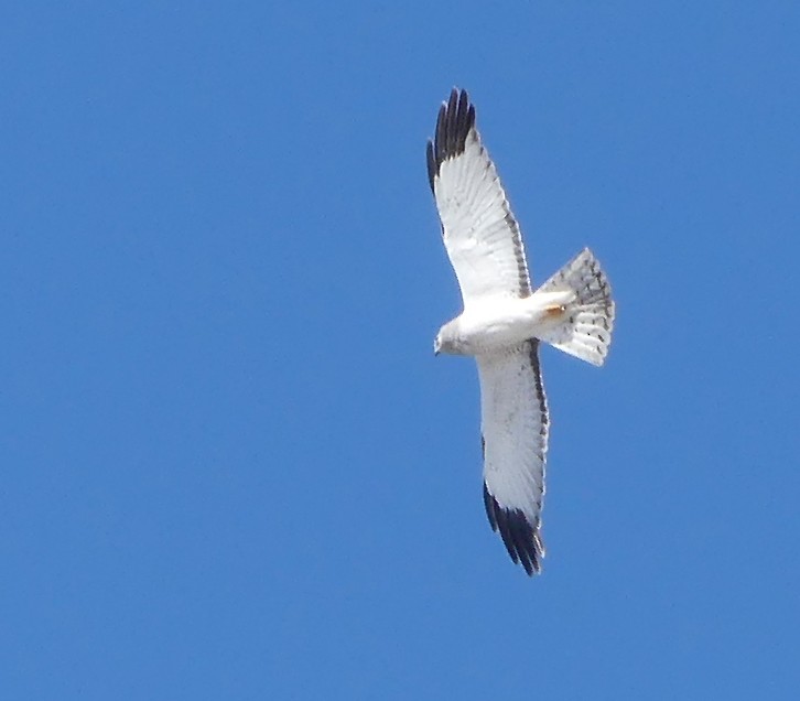 Aguilucho de Hudson - ML617104424