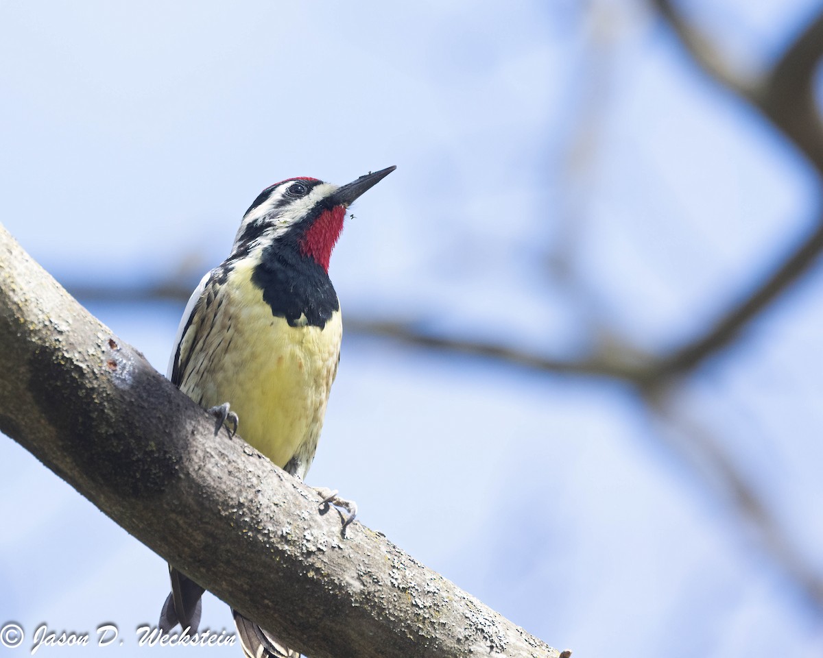 Yellow-bellied Sapsucker - ML617104442