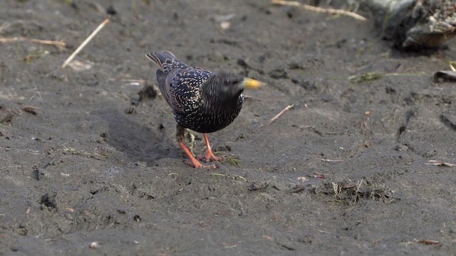 European Starling - ML617104457