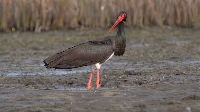 Black Stork - ML617104475