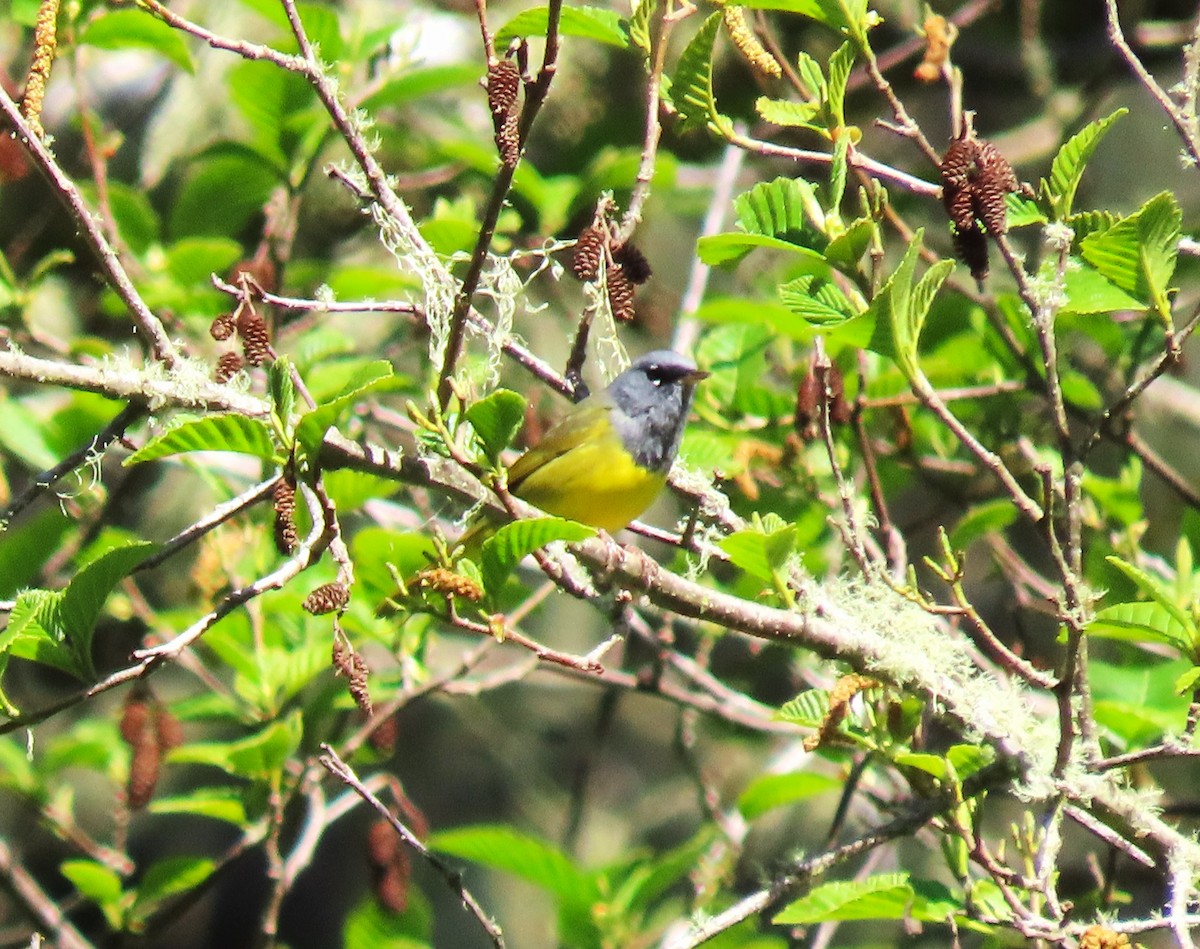 MacGillivray's Warbler - ML617104501